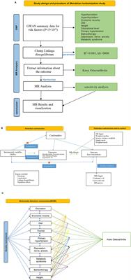 Causal relationship between modifiable risk factors and knee osteoarthritis: a Mendelian randomization study